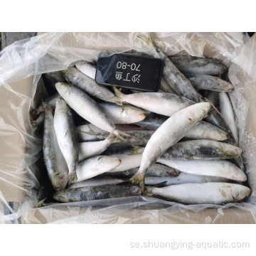 Frysta hela runda sardiner bqf fisk pilchardus